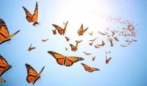 ButterfliesinmyHeart 300x175