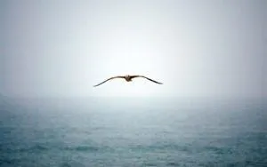 flying bird 300x188